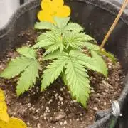 2025-11-17 Quick One in 60x60