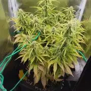 2025-10-06 Epsilon F1