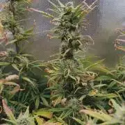 2025-11-17 Quick One in 40x40