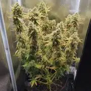 2025-11-17 Quick One in 40x40