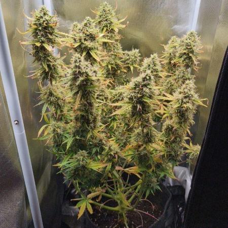 2025-11-17 Quick One in 40x40