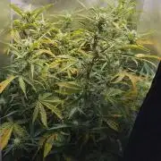 2025-11-17 Quick One in 40x40