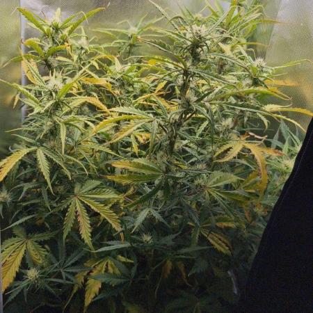 2025-11-17 Quick One in 40x40