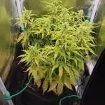 2025-10-06 Epsilon F1