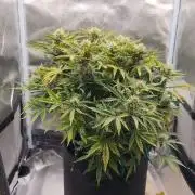 2025-11-07 Quick One