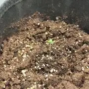 2025-11-17 Quick One in 60x60