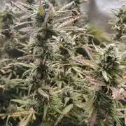 2025-11-17 Quick One in 40x40