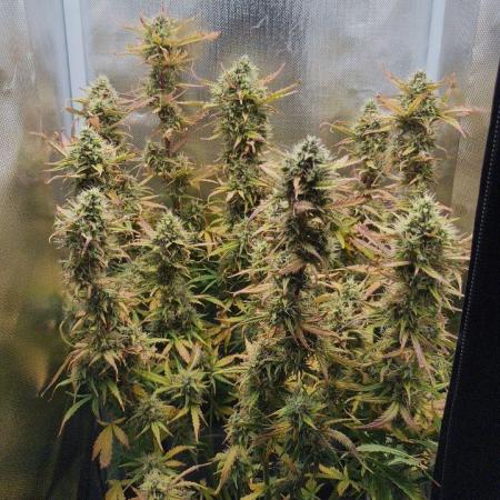 2025-11-17 Quick One in 40x40