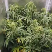 2025-11-17 Quick One in 60x60