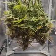 2025-10-06 Epsilon F1