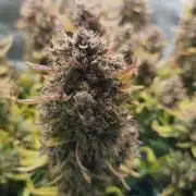 2025-11-07 Quick One