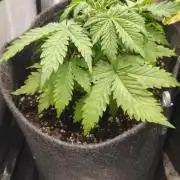 2025-11-17 Quick One in 60x60