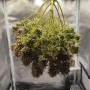 2025-11-07 Quick One