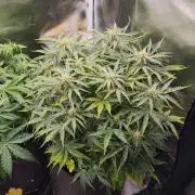 2025-11-07 Quick One