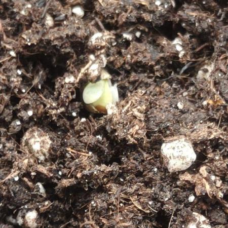 2025-07-20 F1 Epsilon in 40x40