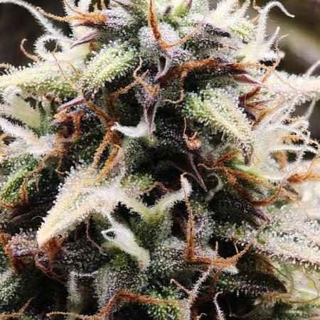 2025-10-06 Epsilon F1