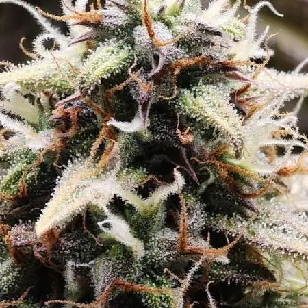 2025-10-06 Epsilon F1