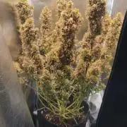 2025-11-17 Quick One in 40x40