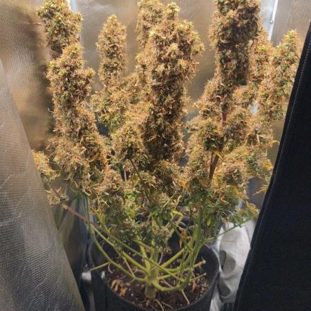 2025-11-17 Quick One in 40x40