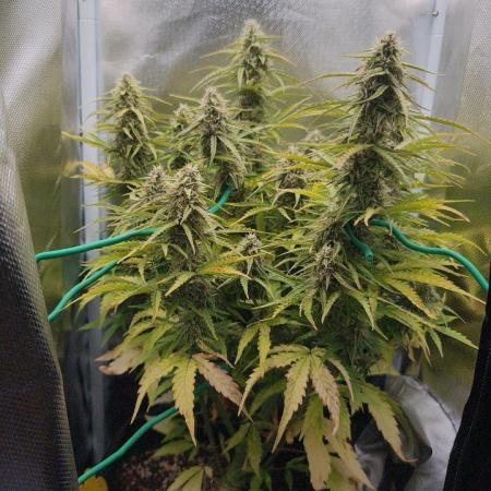 2025-10-06 Epsilon F1