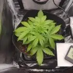 2025-10-06 Epsilon F1