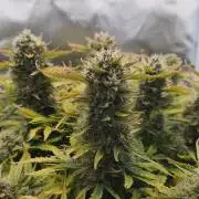 2025-11-07 Quick One