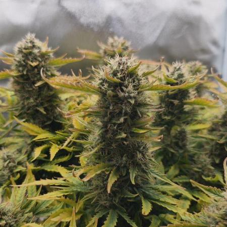 2025-11-07 Quick One