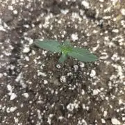 Illuminauto #60 Alien Grapes by Mephisto