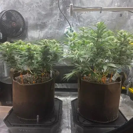 Illuminauto #60 Alien Grapes by Mephisto
