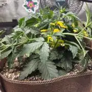 Illuminauto #60 Alien Grapes by Mephisto