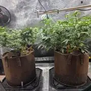 Illuminauto #60 Alien Grapes by Mephisto