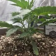 Illuminauto #60 Alien Grapes by Mephisto