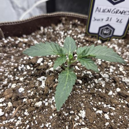 Illuminauto #60 Alien Grapes by Mephisto