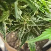 Illuminauto #60 Alien Grapes by Mephisto