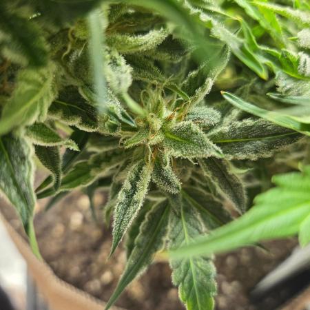 Illuminauto #60 Alien Grapes by Mephisto