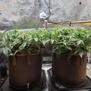 Illuminauto #60 Alien Grapes by Mephisto