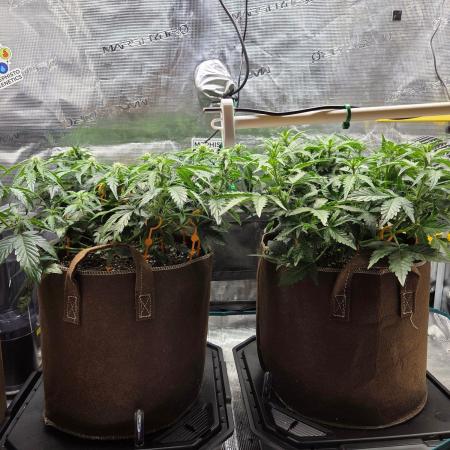 Illuminauto #60 Alien Grapes by Mephisto