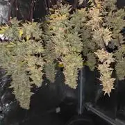 Illuminauto #60 Alien Grapes by Mephisto
