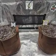 Illuminauto #60 Alien Grapes by Mephisto