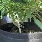 Telefonzellen-Grow