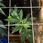 Purple Cookie Kush II