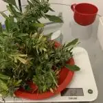 Telefonzellen-Grow