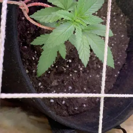 Purple Cookie Kush II