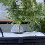 Telefonzellen-Grow