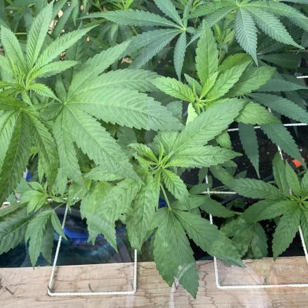 Purple Cookie Kush II