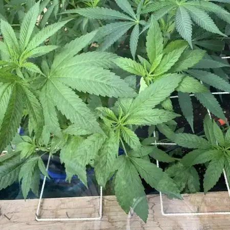 Purple Cookie Kush II