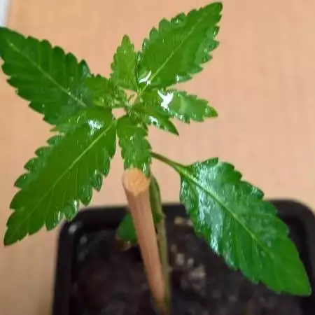 Super Lemon Haze
