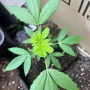 Culture de plusieurs plantes