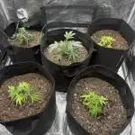 RE-VEG CLONES!