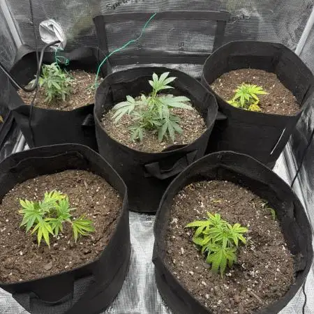 RE-VEG CLONES!